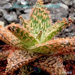 ALOE 300