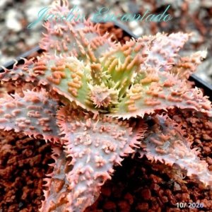ALOE SERIE 1- 50