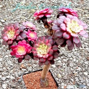 BLACK KING KONG CLUSTER