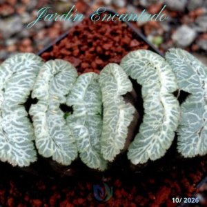 TRUNCATA YU JI