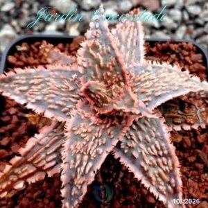 ALOE 156
