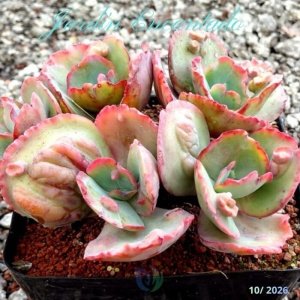 TOPAZ -5H-